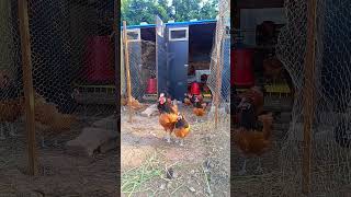 Vorwerk kümemizden kısa bir kesit