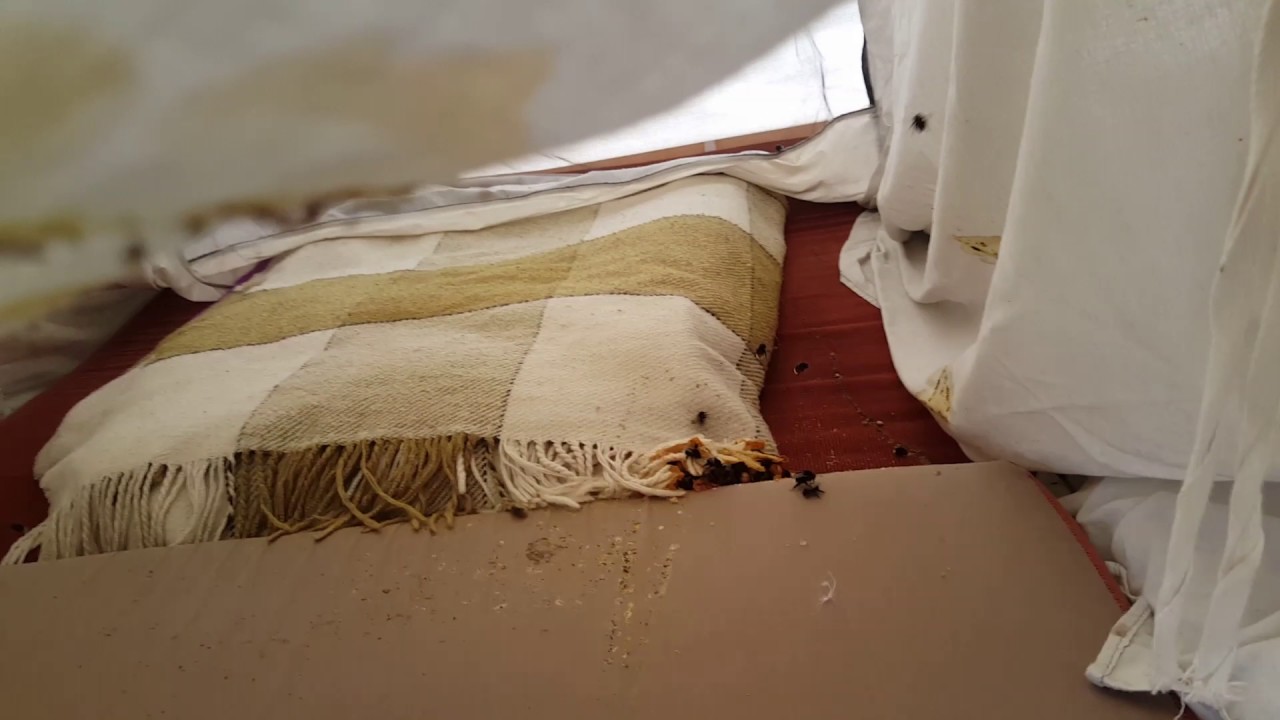 Lifandi hunangsflugur og búið þeirra inni í tjaldvagni