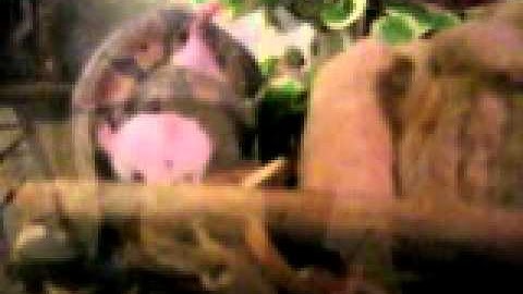 ball python snake attacks mouse