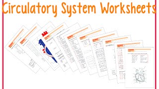 Worksheets Circulatory System