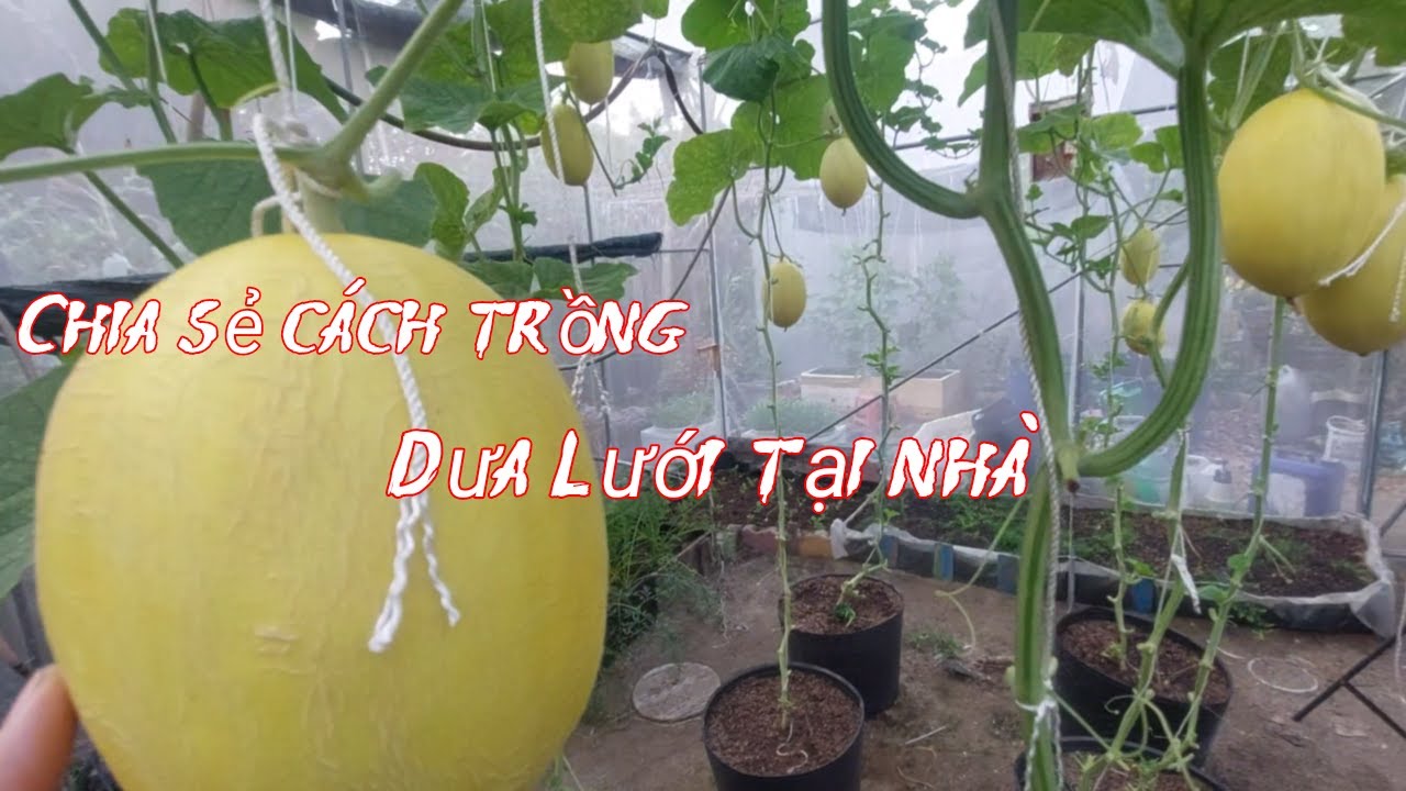Cách trồng Dưa Lưới trong chậu nuôi được nhiều trái
