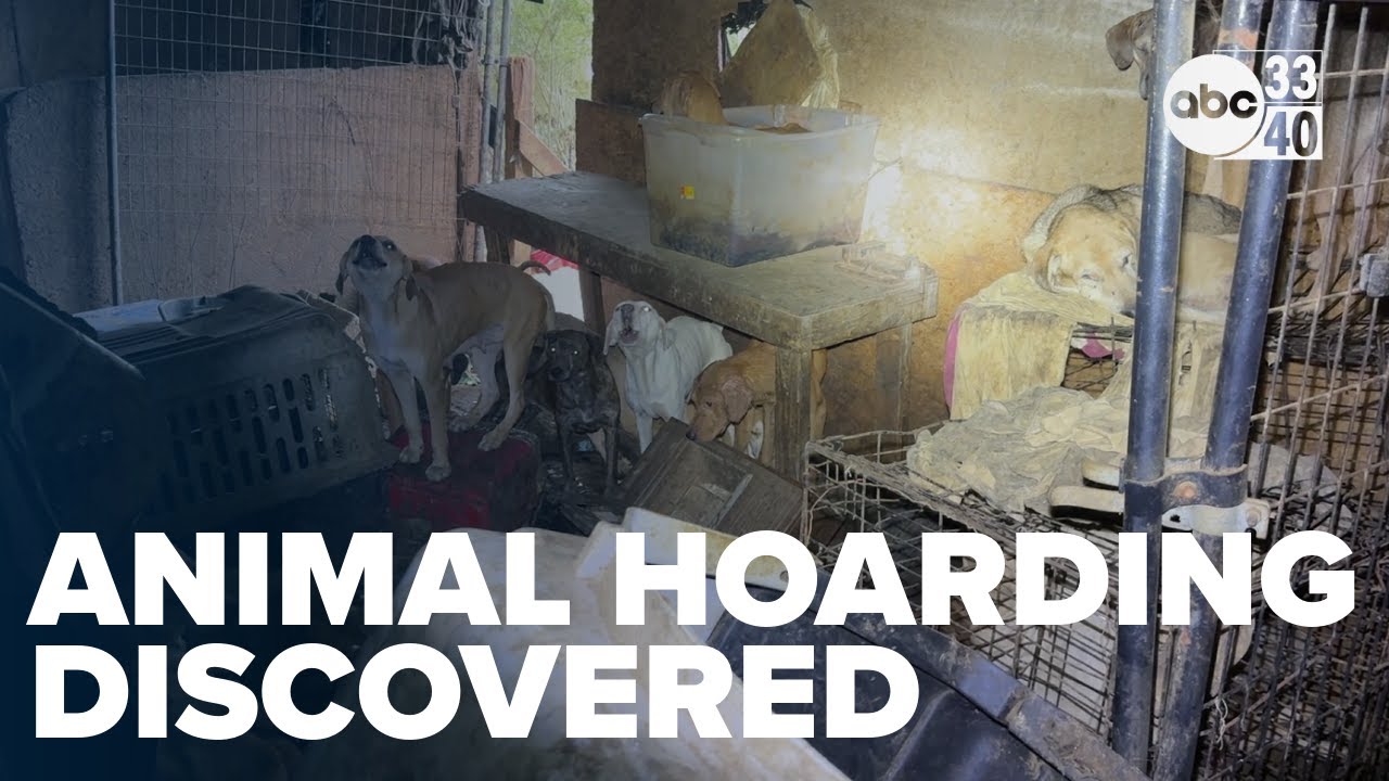 Authorities discover dozens of dogs in animal hoarding case - YouTube
