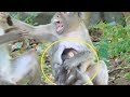 Best mom Kayoy slap young female monkey protect baby Kaya-Lovely Kaya learn walking Is Cutest Ever
