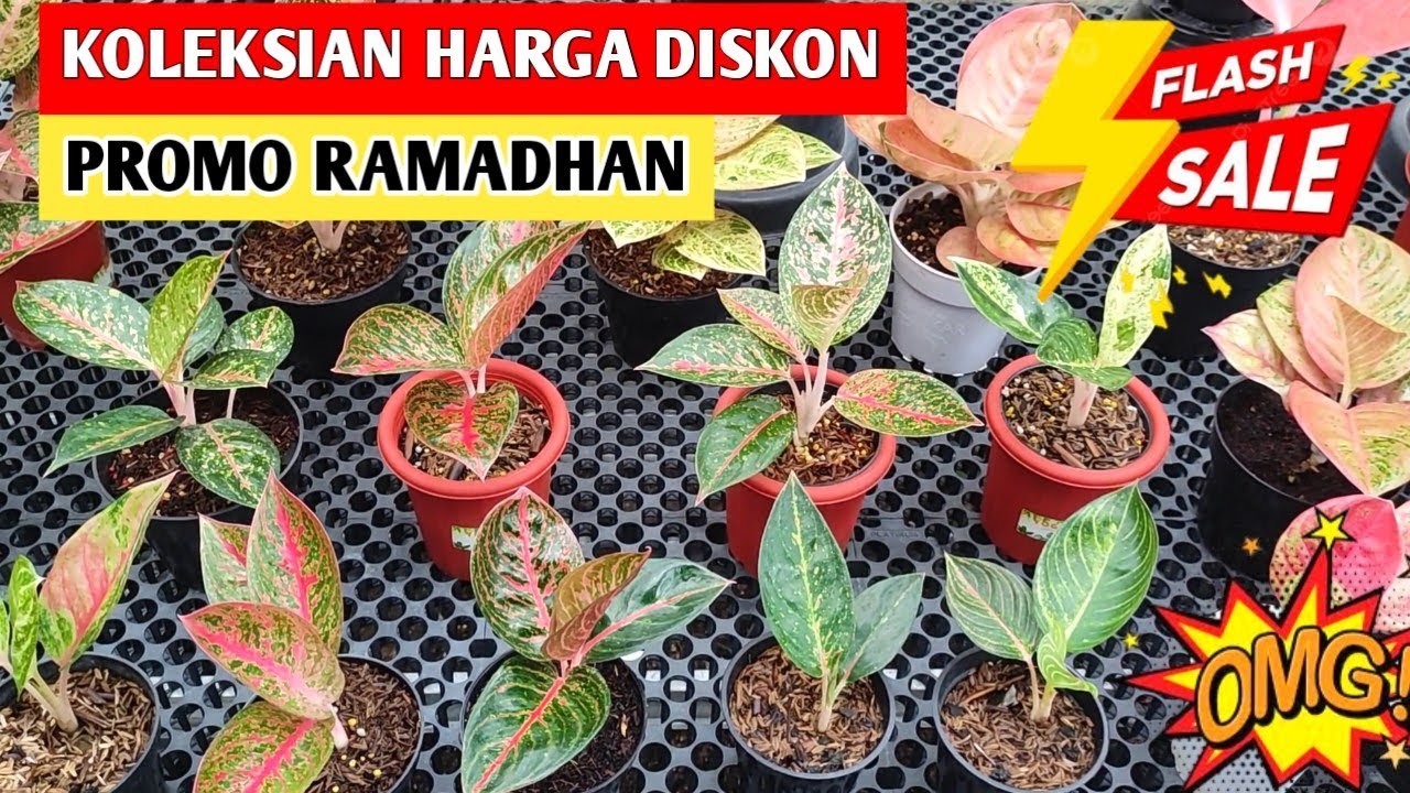 Aglonema Koleksian Harga Diskon‼️ Spesial Ramadhan,, Beli sebelum kehabisan ~ 116