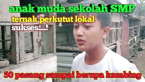 anak masih SMP ternak perkutut lokal sukses punya kambing banyak (luar biasa wajib di contoh)
