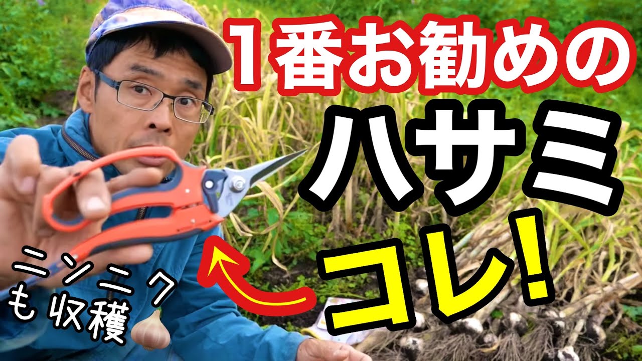 初代安広　木バサミ 楽天市場】佐保 植木屋鋏 京津島型 3寸刃 青紙鋼 カシメ止め 総手造り