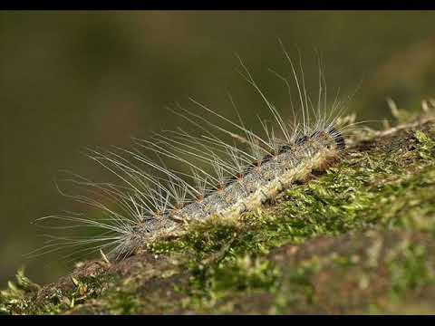 la chenille processionnaire