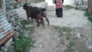 Ahada Bi̇zi̇m Tekeler D