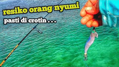 mancing cumi spot karang | umpan murah dan mahal tetap di sukai cumi cumi