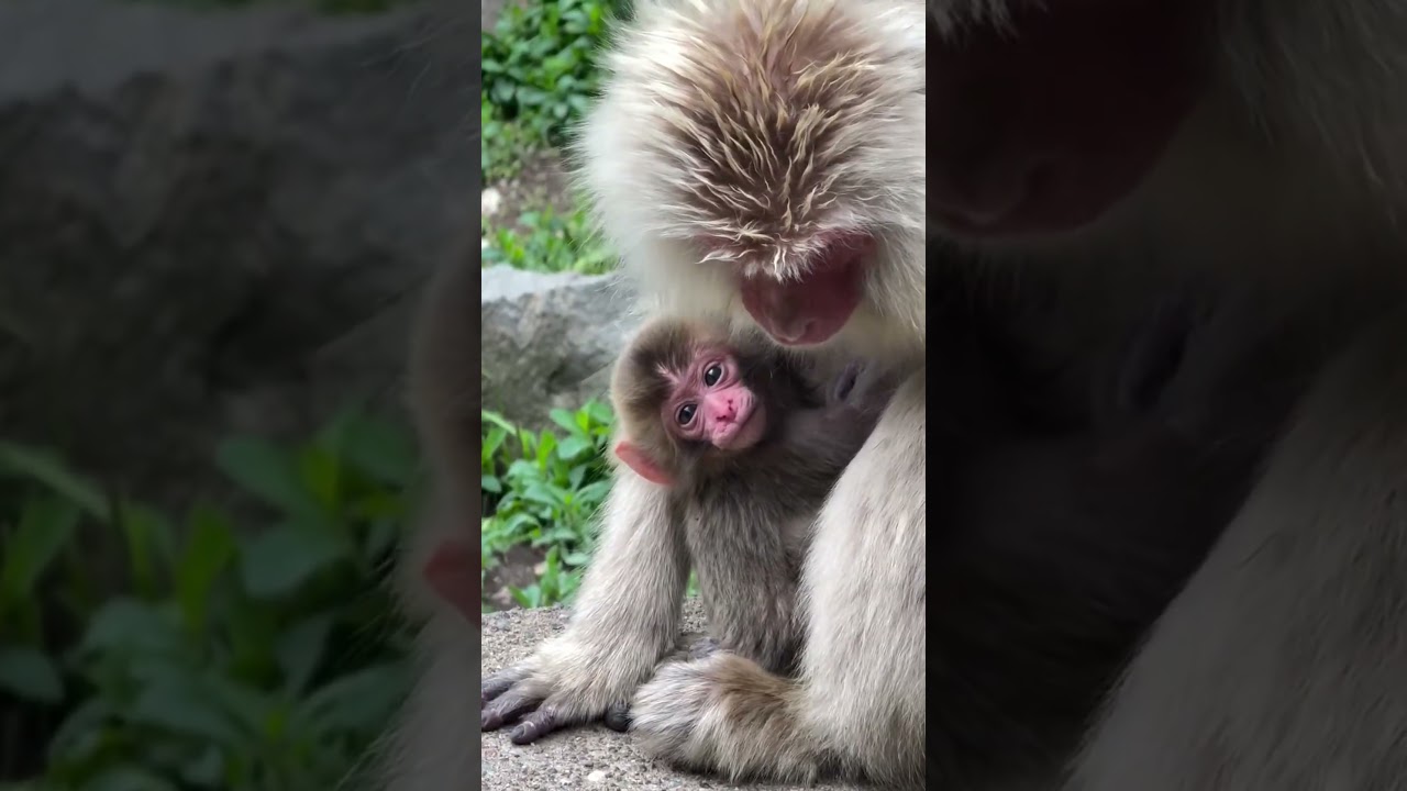 Monkey 🐒🐒🐒🐒