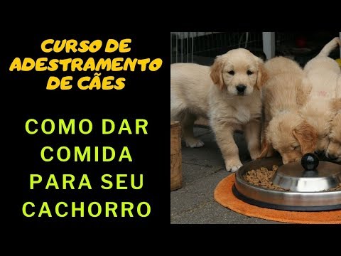 Curso de Adestramento de Cães - Como Dar Comida Para Seu Cachorro