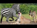 Unbelievable! Mother Zebra Chew Cheetah Head, Hyenas To Save Her Zebra - Cheetah vs Wildebeest