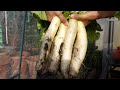 Growing white radish  daikon in 2 months