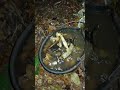 How to Make Nutrient-Rich Compost Using Fruits at Home