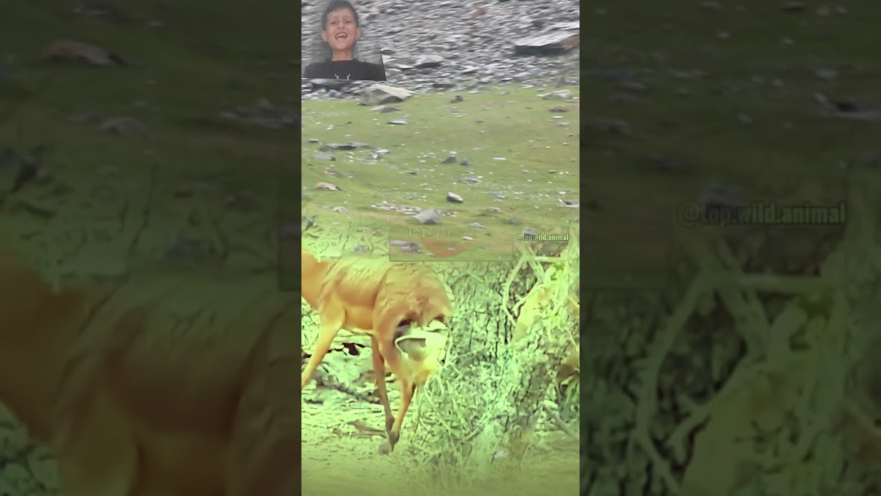 Hyena The Most Power Cat And Brown Goats Videos