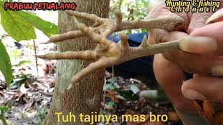 Berburu puyuh hutan besar || Puyuh rimba