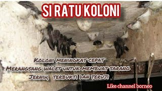 SUARA INAP (Yang paling dicari petani walet) si RATU KOLONI.