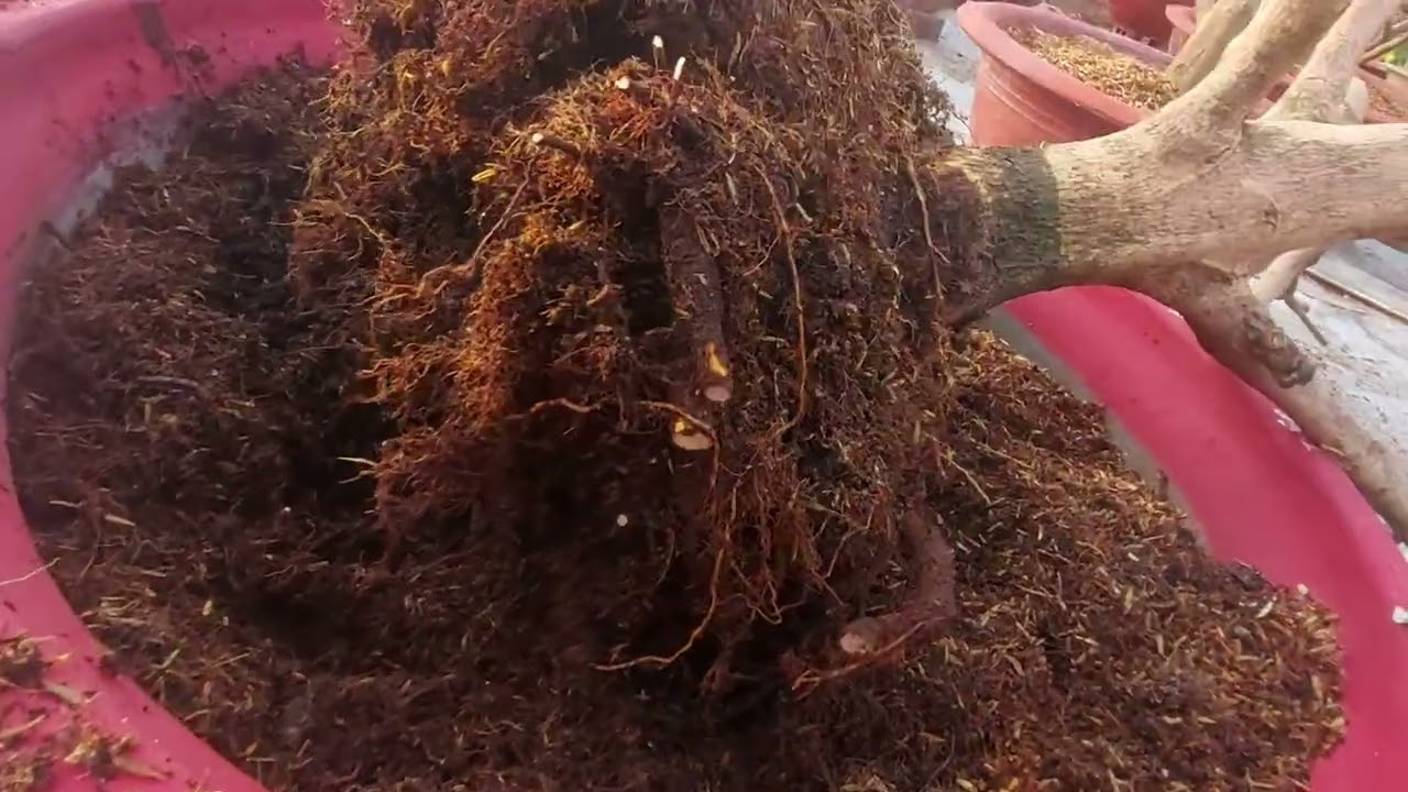 cách xã tàn xử lý bầu đất ,thay chất trồng cho cây mai sau khi chơi bông tết sđt 0988063918