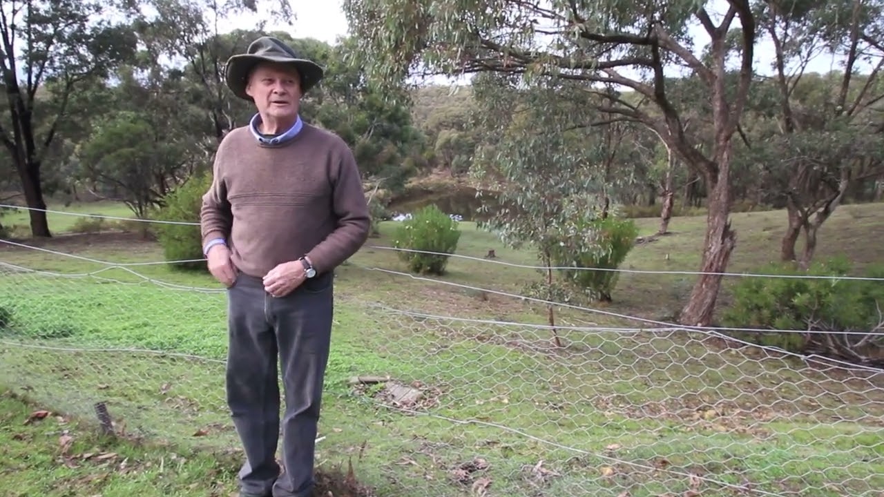 Cassinia,  friend or fiend