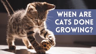 When Do Cats STOP Growing And Become An ADULT?