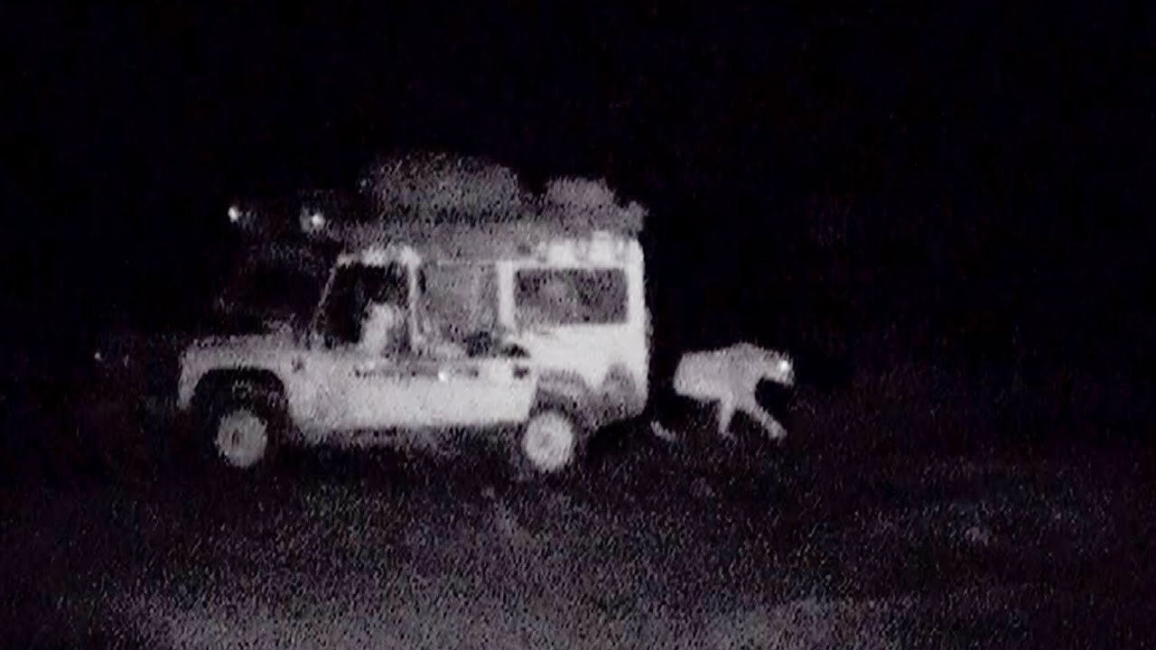 ⁣Ranger uses roar to scare off lions | Desert Lions | BBC Earth