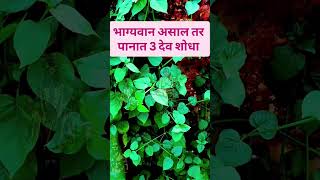 श्री स्वामी समर्थ 🌺#shreeswamisamarth #akkalkotswami #viral #trending #marathi #shorts #ytshorts