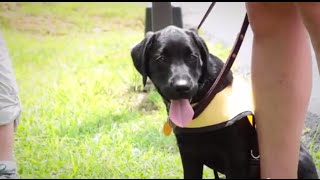 Guide Dog Puppies in Training Go to Class