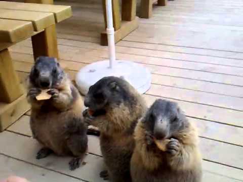 Video: Differenza Tra Marmotta E Castoro