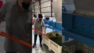 Shredding and Drying at Florida Extracts