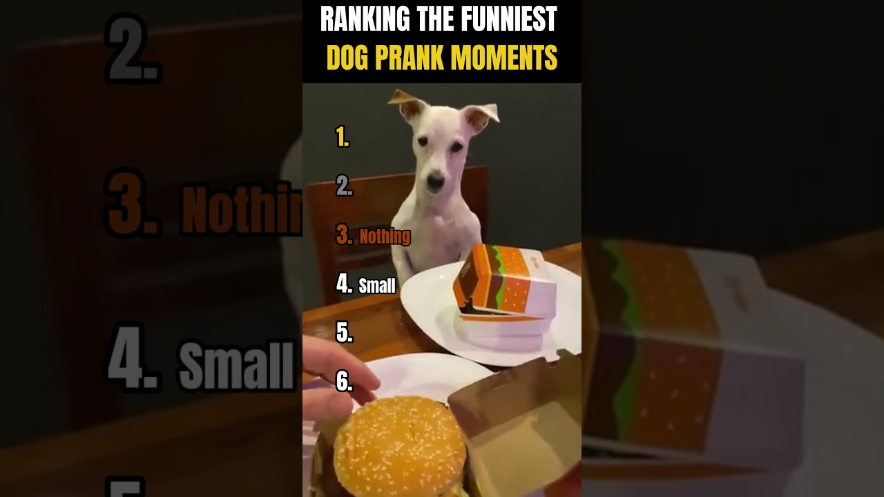 RANKING THE FUNNIEST DOG PRANK MOMENTS! 😂🐶