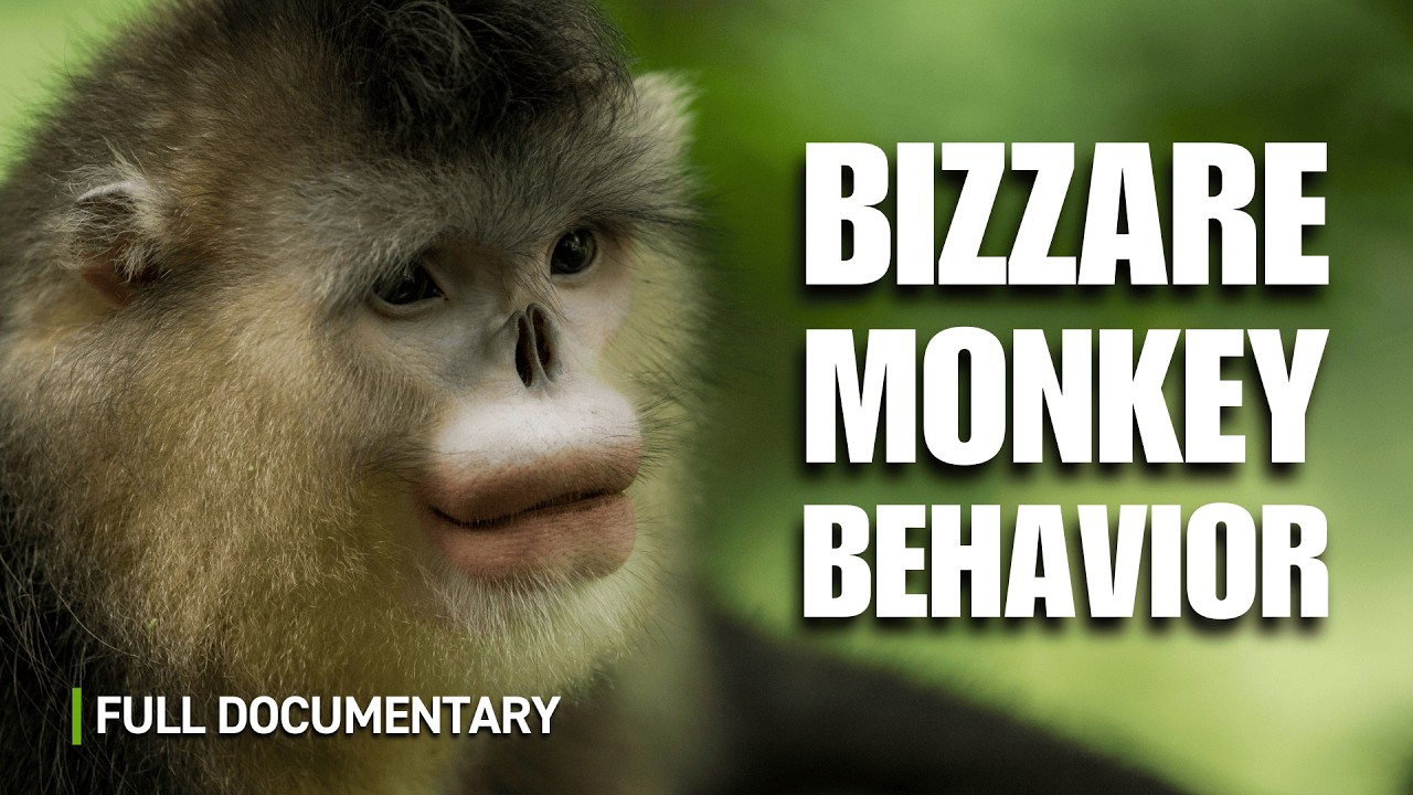 Monkeys: Hot Tubs, Buffets and Survival Skills | Full Nature
