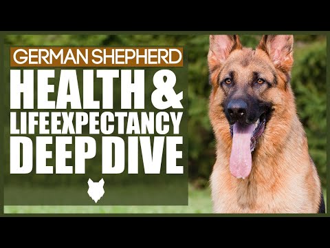 Video: German Shepherd Dog Dog Breed Hypoallergenic, Health And Life Span