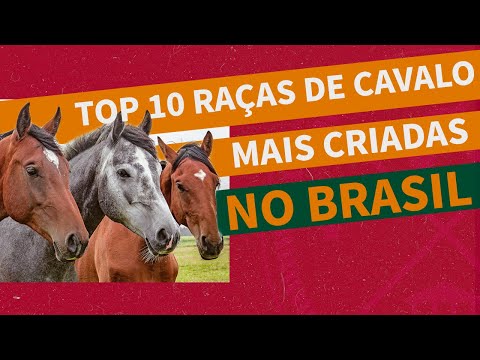 Vídeo: Qual é a melhor raça de cavalo?