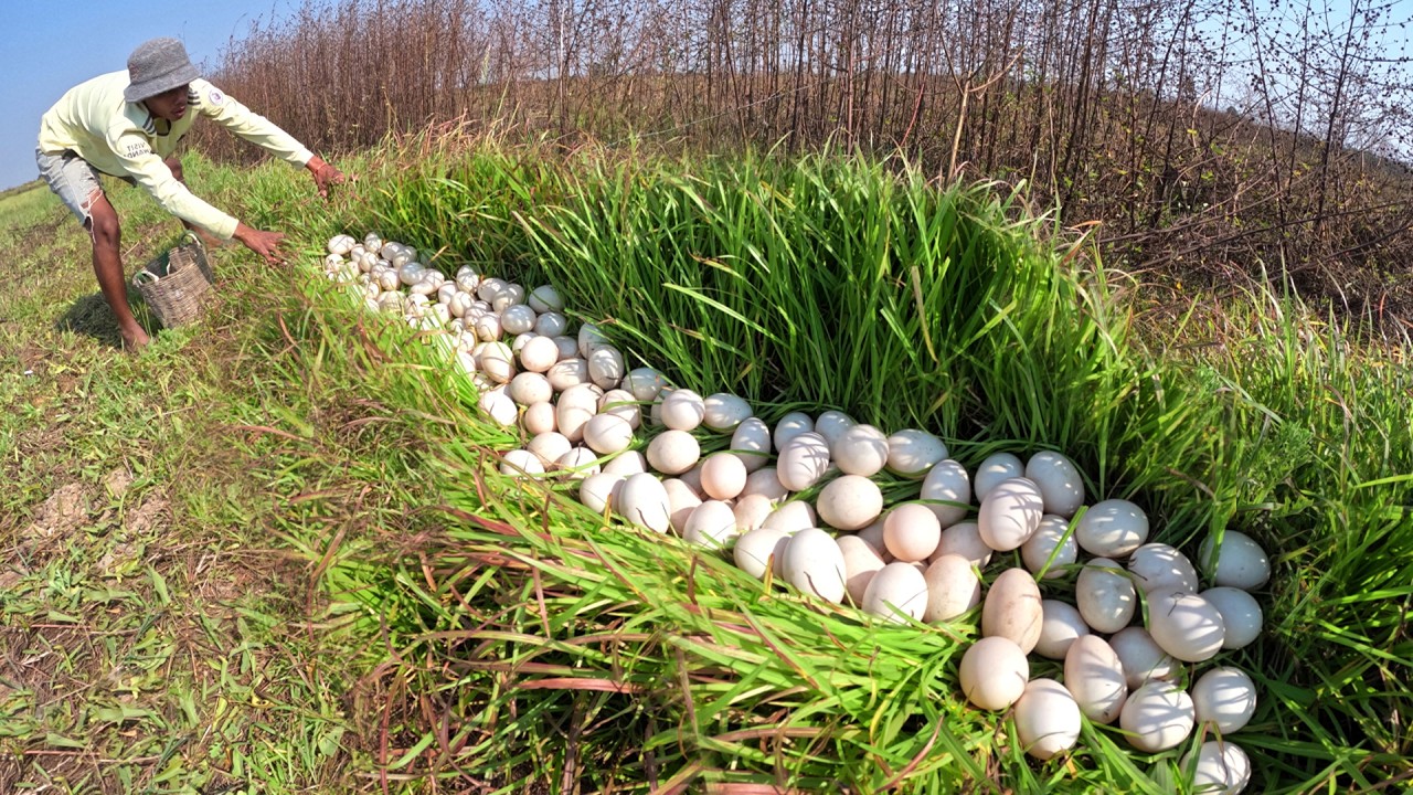 OMG - Man pick a lot of duck eggs in grass by skills hand