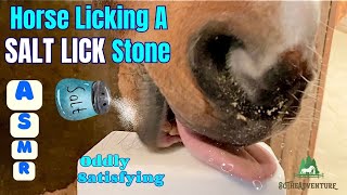 Horse Licking A Salt Lick Stone Asmroddly Satisfying Horse Sounds Equine Care