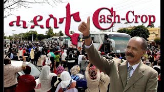 ሓደስቲ  Cash-Crop #Alenamediatv #Eritrea #Ethiopia #Tigrai screenshot 2