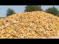 В Терском районе идет уборка кукурузы