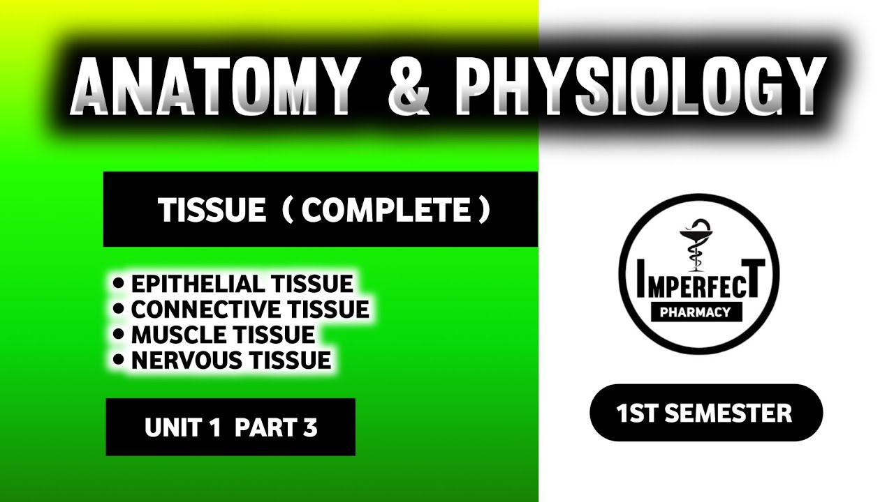 Tissue | Epithelial Tissue | Connective Tissue | Muscle & Nervous Tissue | Unit 1 HAP 1st Semester 