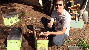 Preparing and placing our swarm traps.
