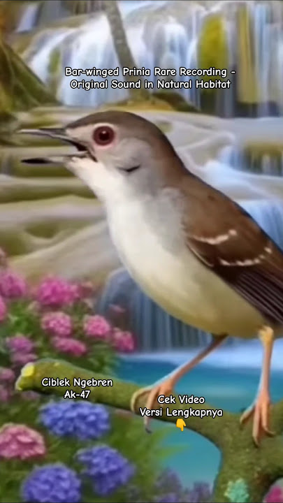 The Bar-winged Prinia Birdsong Documentation || Pure & Natural Recording || Ciblek Full Ngebren