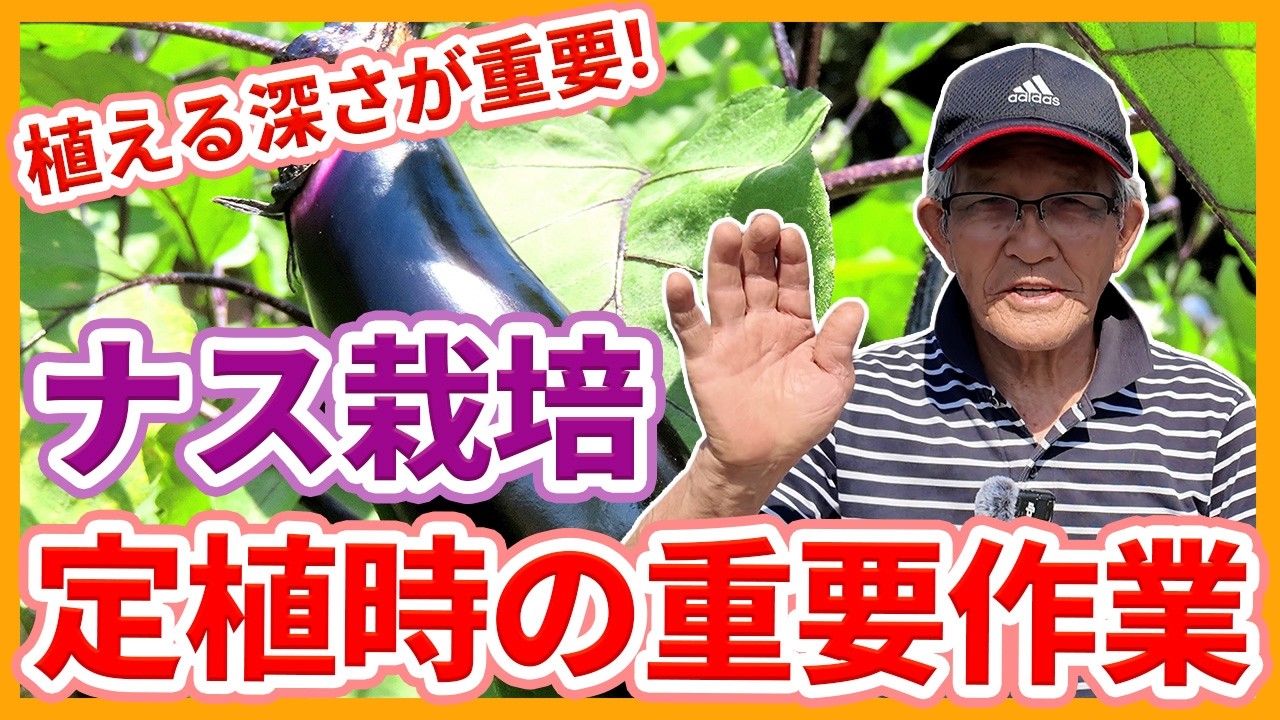 Important tasks when planting eggplant seedlings in home gardens