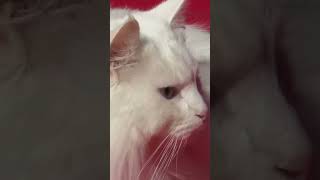Sigrid, the bike-riding cat #shorts #tedx