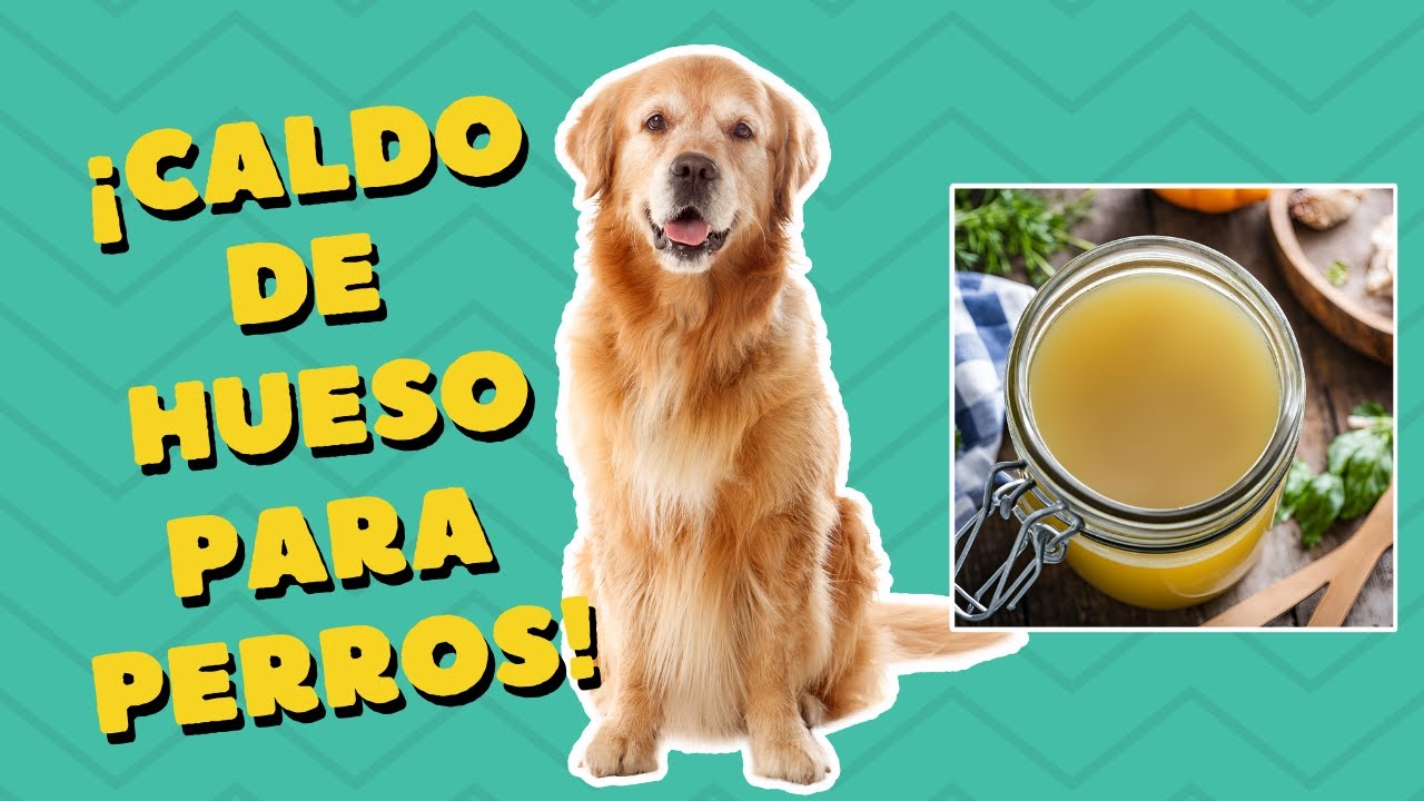 Receta de Caldo de Huesos para Perros 🐾 | Beneficios y Preparación Paso a Paso