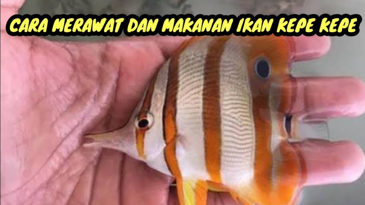 Kepe IKAN KEPE KEPE ( CARA MERAWAT DAN MAKANAN IKAN KEPE KEPE ) - YouTube