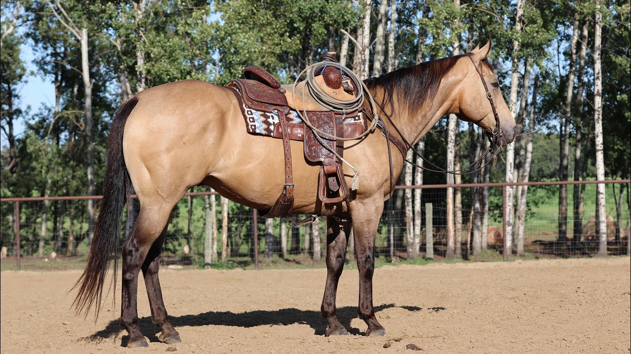 AQHA Buckskin gelding 9 yrs old consigned to Billings Livestock Horse Sale October 25, 2025
