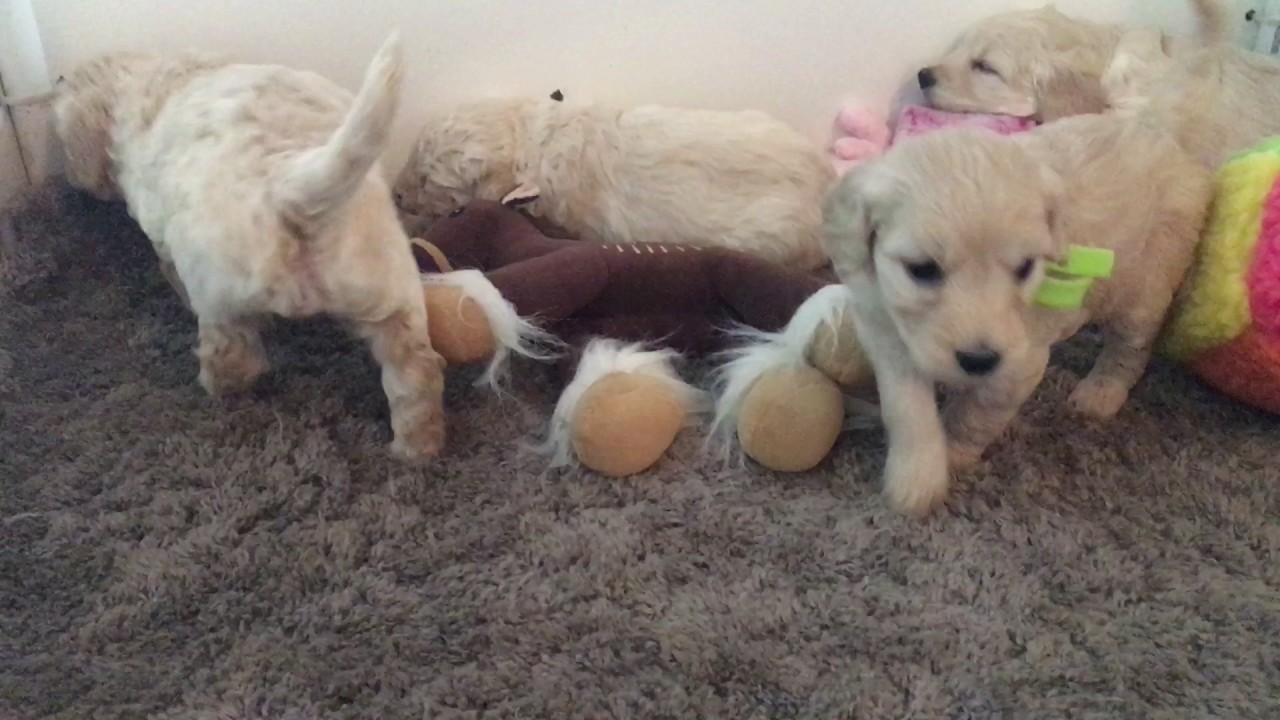 goldendoodle miniature jean béliveau
