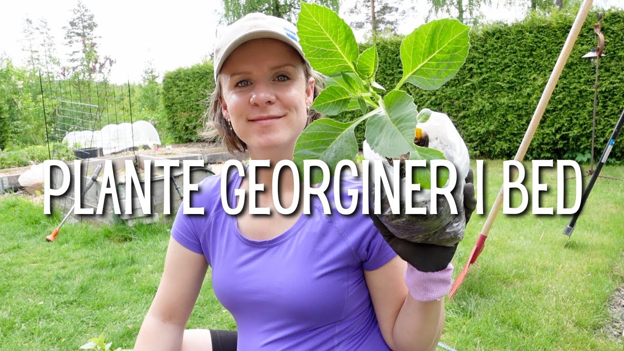 Plante georginer i bed