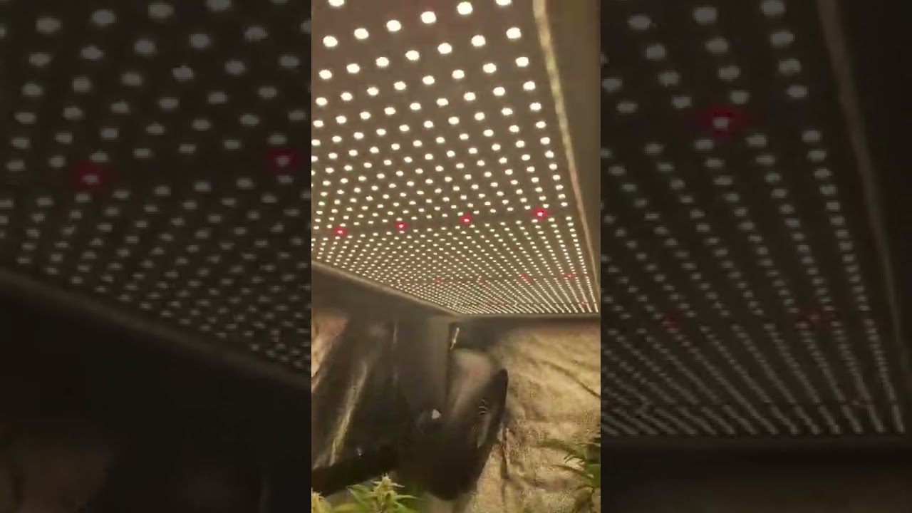 Cactus OG Grow Journal cannabis 420