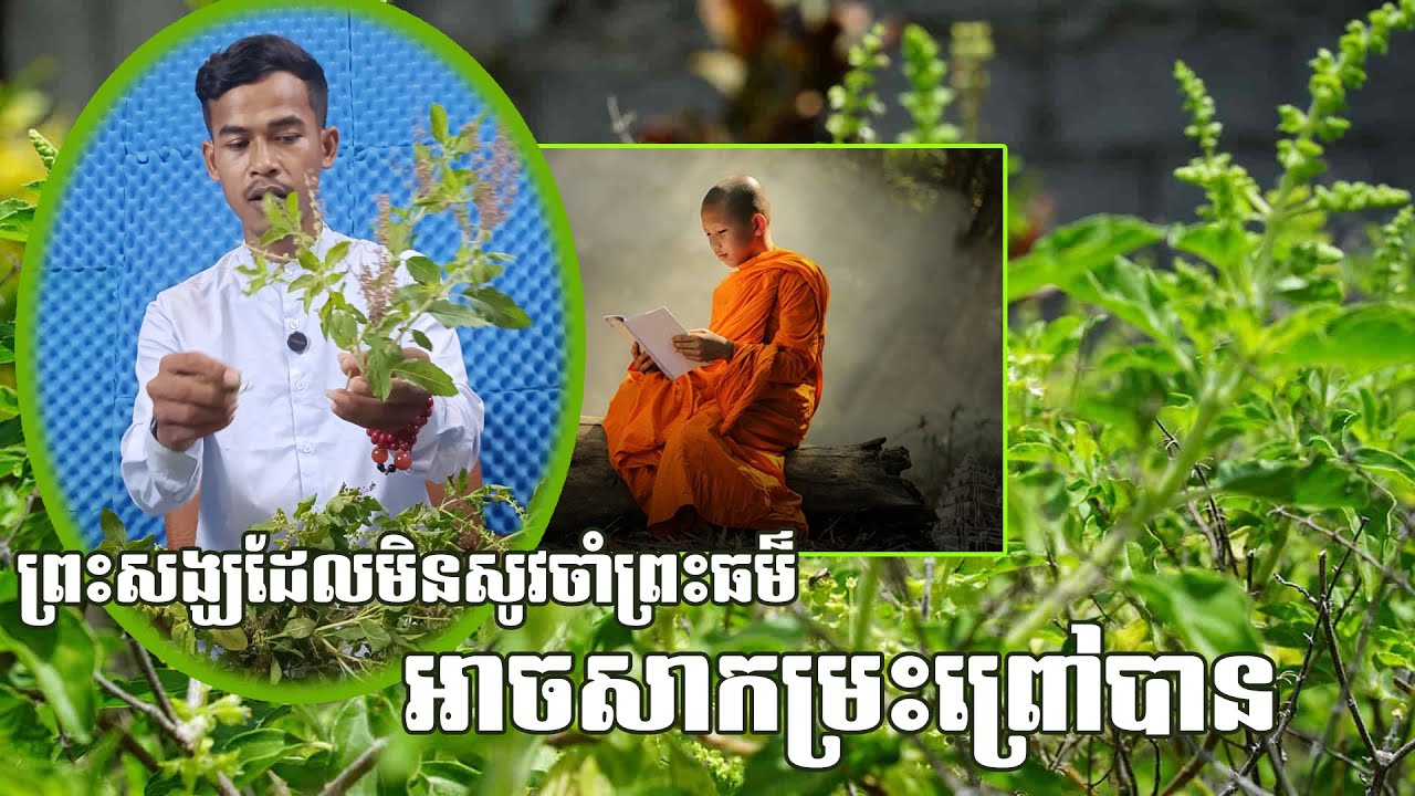 សម្រាប់ព្រះសង្ឃដែលមិនសូវចាំព្រះធម៌អាច សាកម្រះព្រៅបាន|| Advantages of red Holy Basil