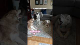 NEVER “shush” a husky  #shorts #dogs #howling #huskylife #funnydog #comedy #lol #humor #puppy